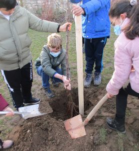 Baumpflanzung Grund- und Mittelschule 1